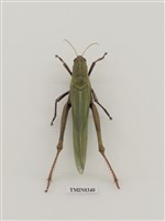 藏品(臺灣大蝗)的圖片